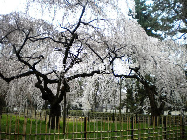 写真：a_29　サクラ【枝垂桜】