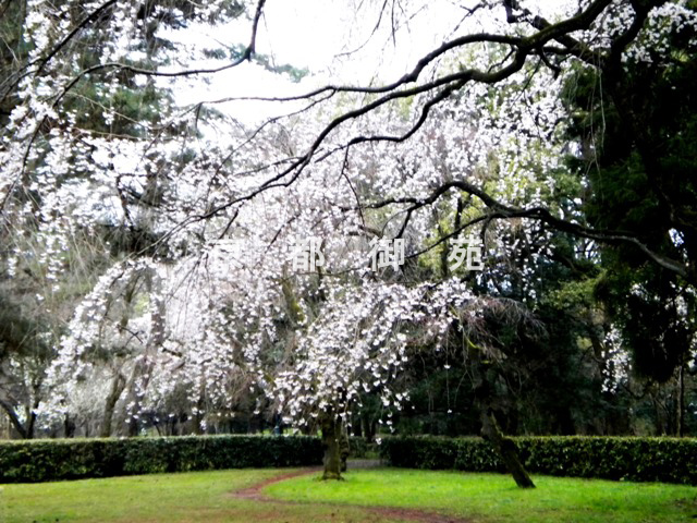 写真：a_30　サクラ【枝垂桜】