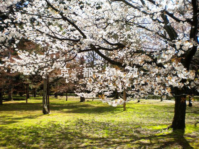 写真：a_31　サクラ【枝垂桜】