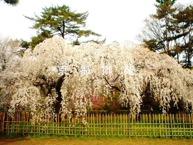 写真：a_32　サクラ【枝垂桜】