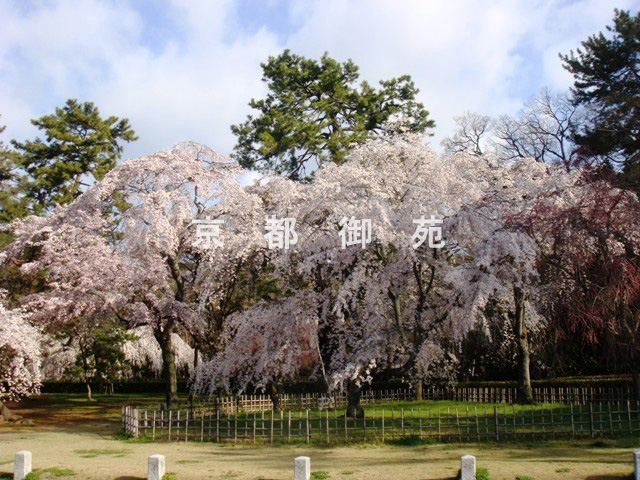 写真：a_34　サクラ【枝垂桜】