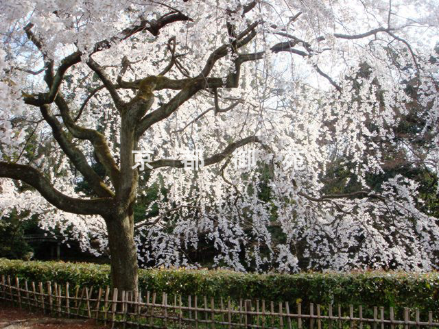 写真：a_35　サクラ【枝垂桜】