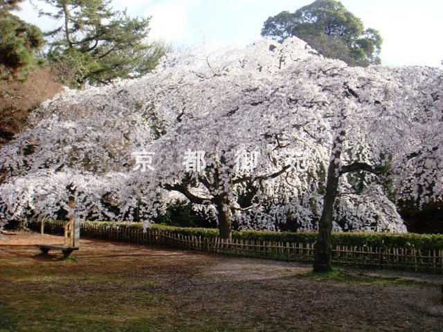 写真：a_36　サクラ【枝垂桜】