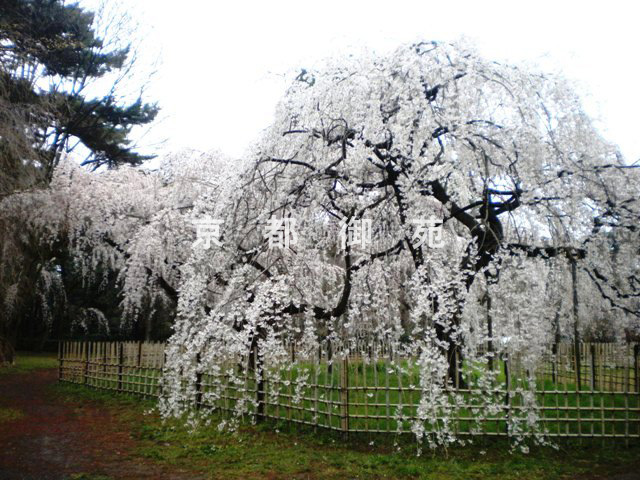 写真：a_38　サクラ【枝垂桜】