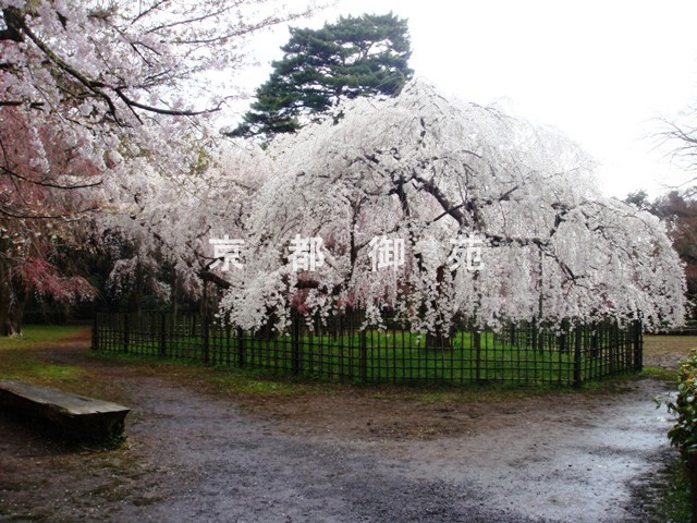 写真：a_39　サクラ【枝垂桜】