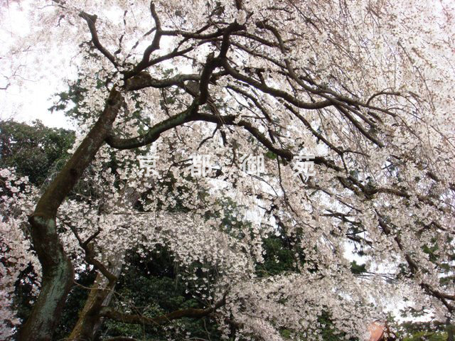 写真：a_41　サクラ【枝垂桜】