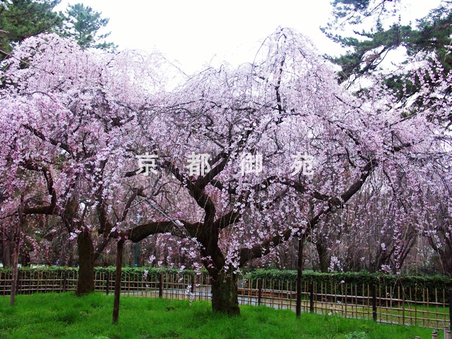 写真：a_42　サクラ【枝垂桜】