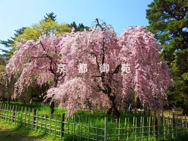 写真：a_43　サクラ【枝垂桜】