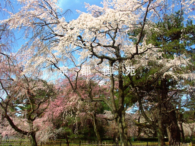 写真：a_44　サクラ【枝垂桜】