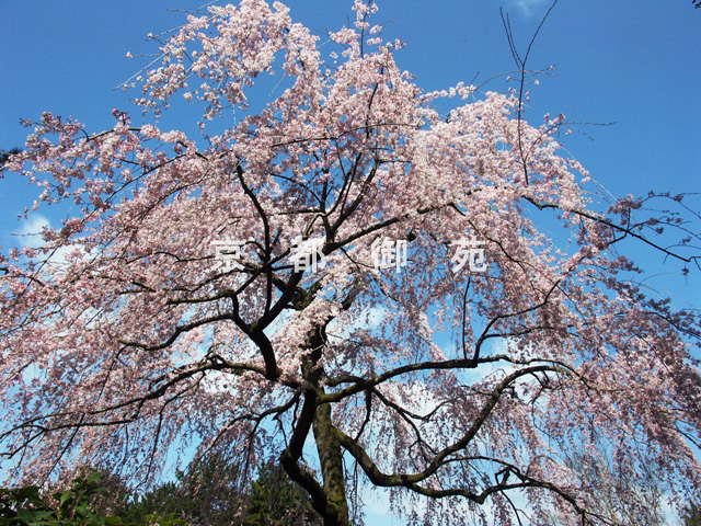 写真：a_46　サクラ【枝垂桜】