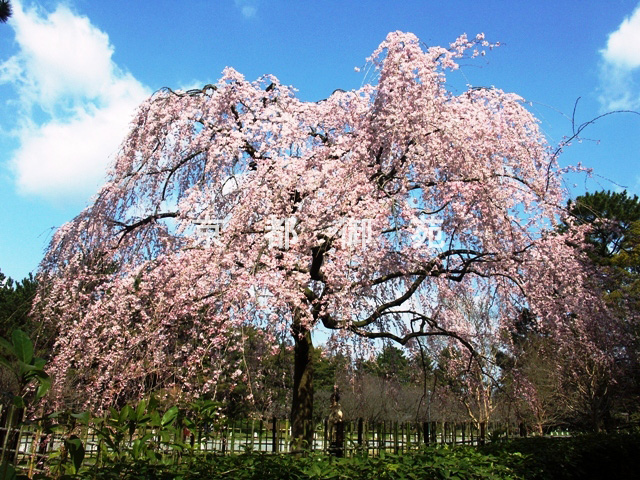 写真：a_48　サクラ【枝垂桜】