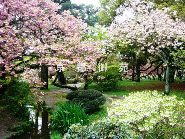 写真：a_52　サクラ【里桜】