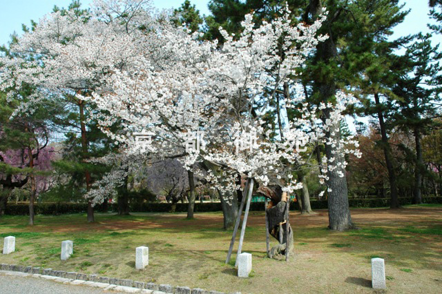 写真：a_63　サクラ【螺旋桜】
