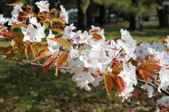 写真：a_66　サクラ【桜松】