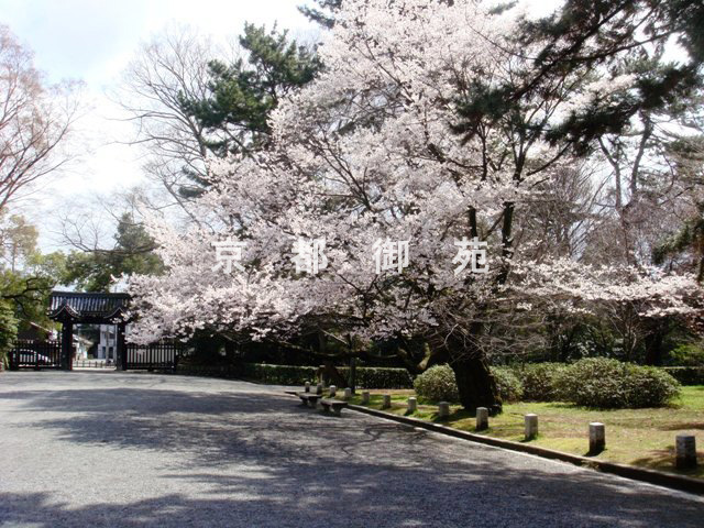 写真：a_67　サクラ【江戸彼岸系】