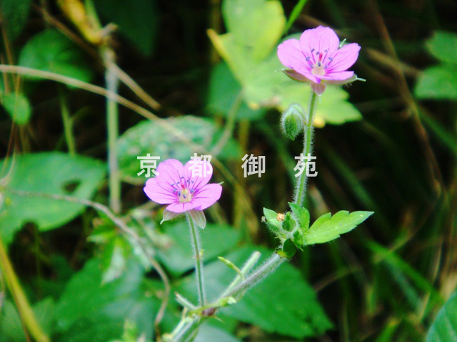写真：c_03　ゲンノショウ