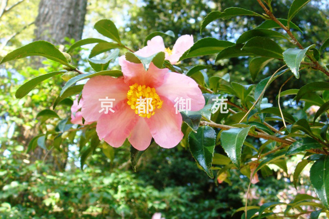 写真：c_04　サザンカ