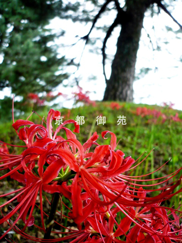 写真：c_05　ヒガンバナ