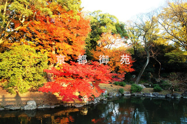 写真：c_06　紅葉