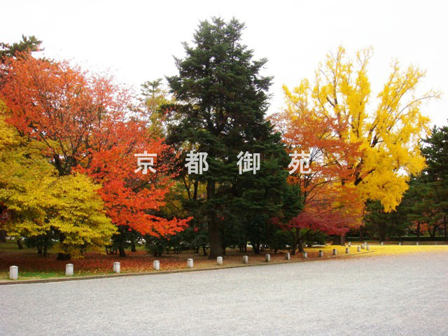 写真：c_07　紅葉