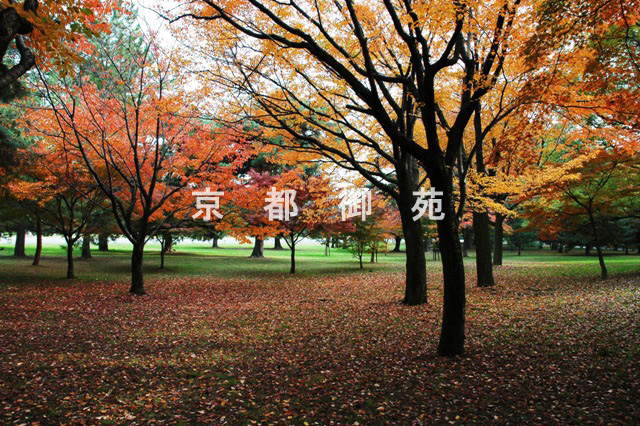 写真：c_08　紅葉