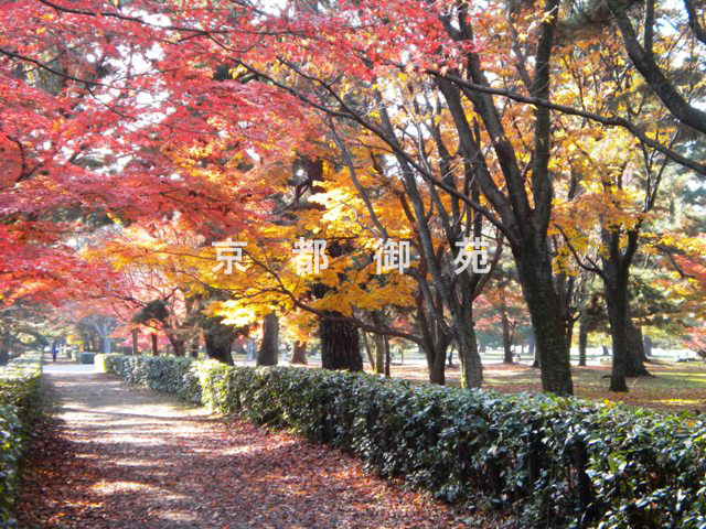 写真：c_09　紅葉