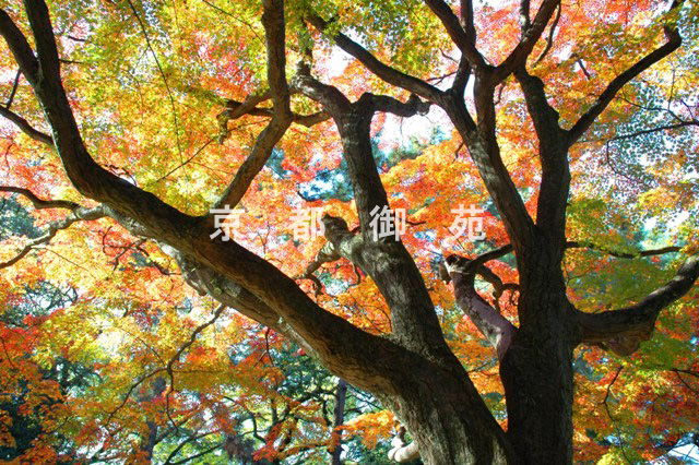 写真：c_10　紅葉