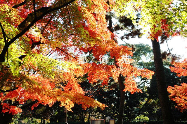 写真：c_11　紅葉