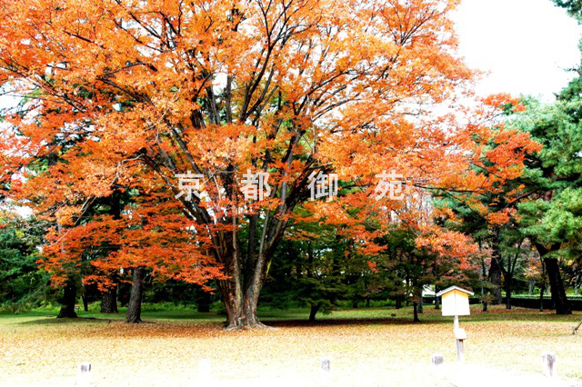 写真：c_12　紅葉