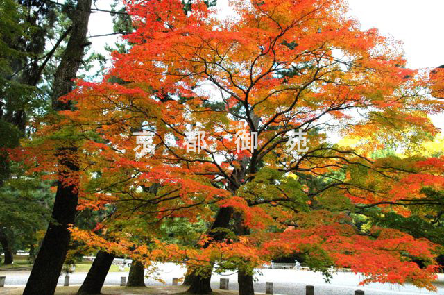 写真：c_13　紅葉