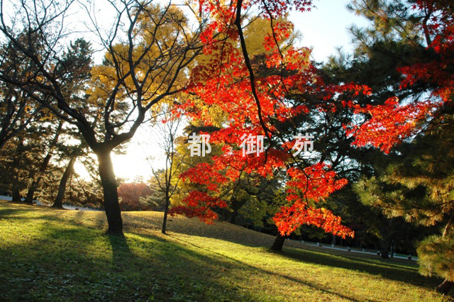 写真：c_14　紅葉