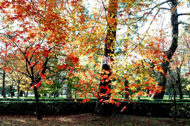 写真：c_15　紅葉