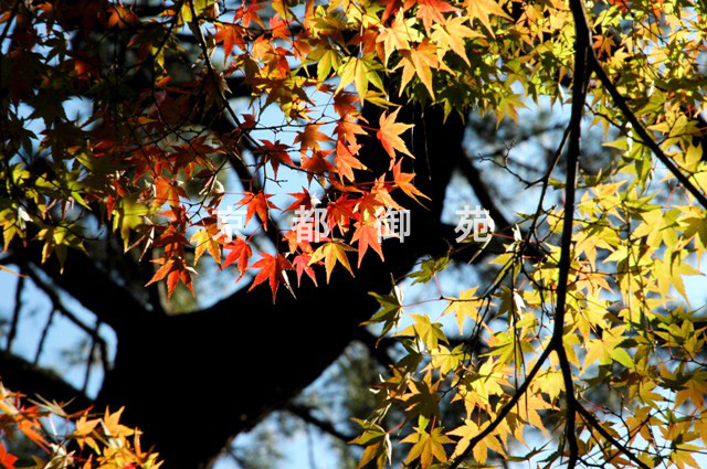 写真：c_16　紅葉