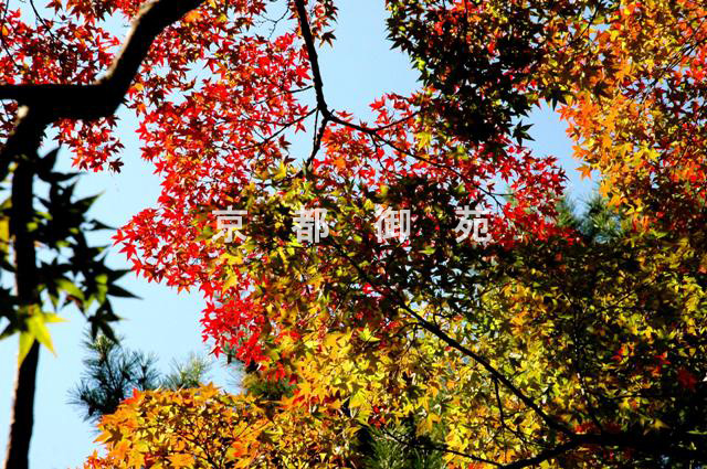 写真：c_17　紅葉