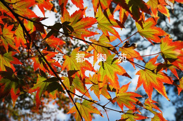 写真：c_18　紅葉