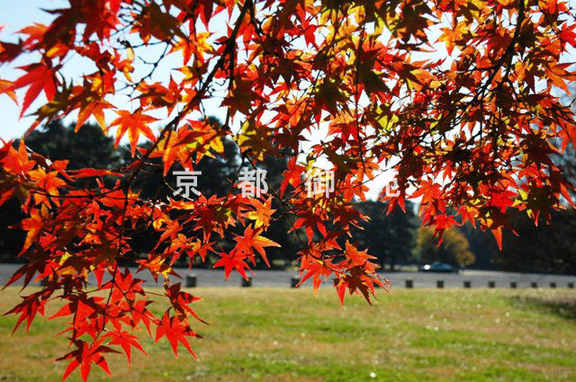 写真：c_19　紅葉