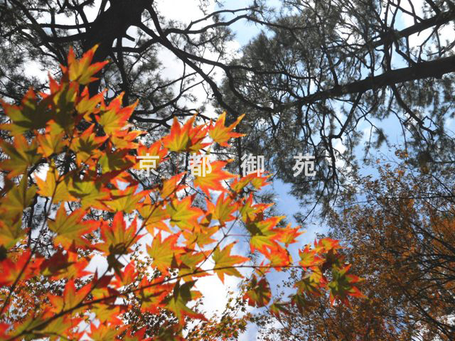 写真：c_21　紅葉