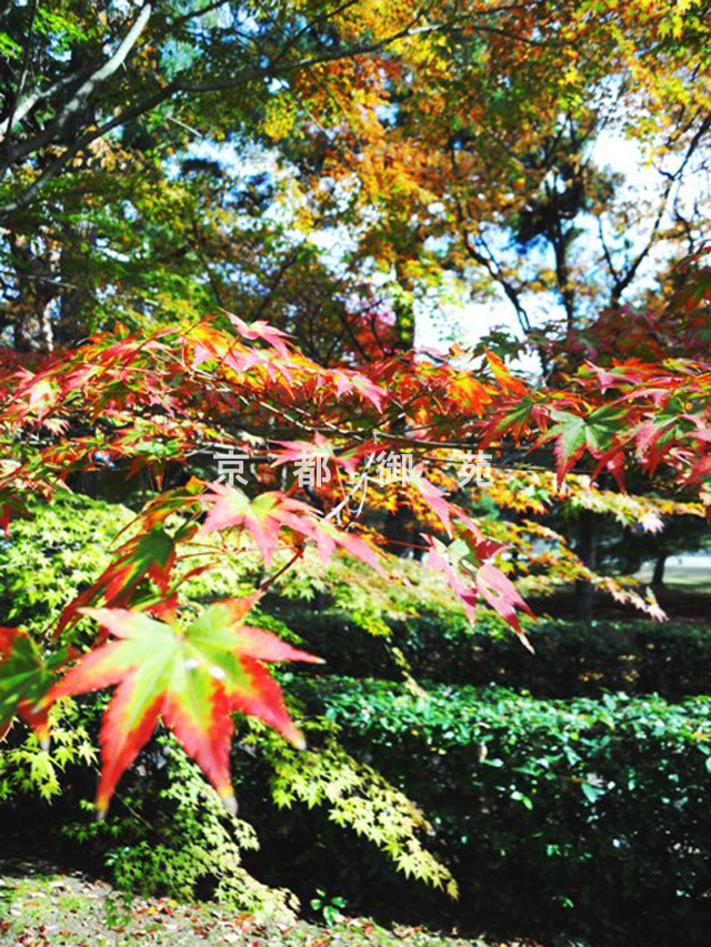 写真：c_22　紅葉