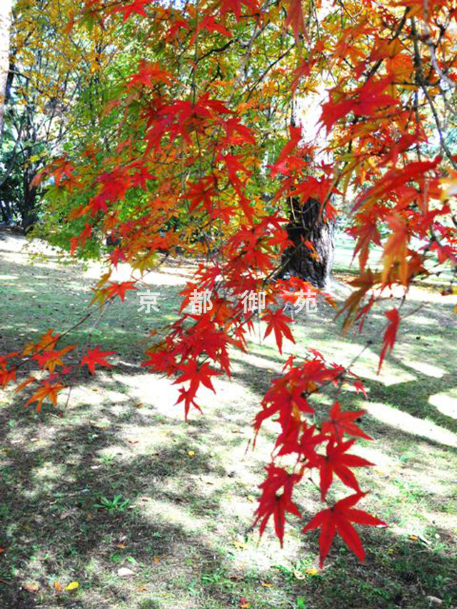 写真：c_23　紅葉