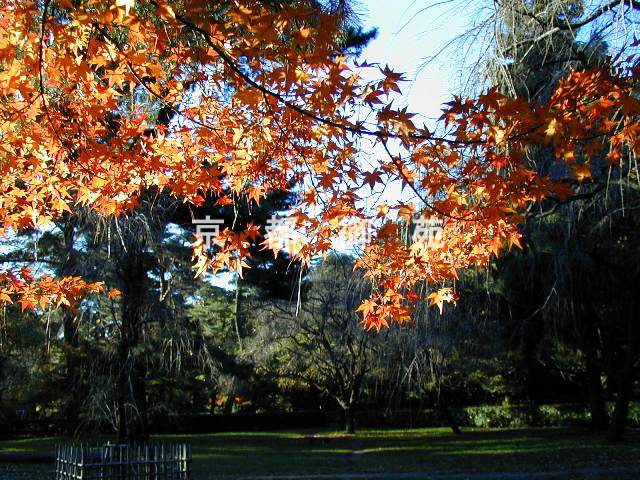 写真：c_24　紅葉