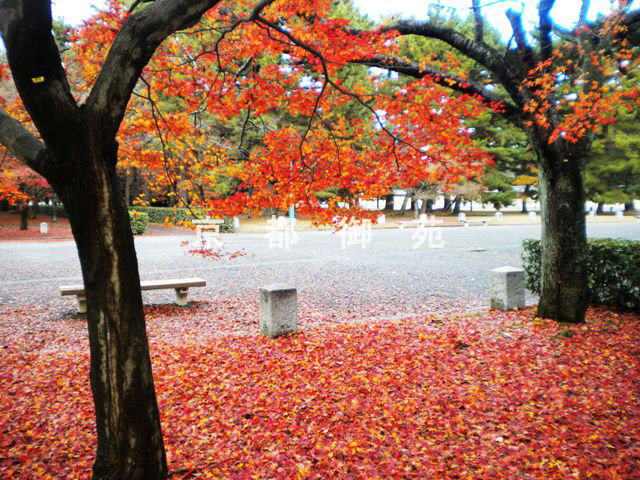 写真：c_25　紅葉