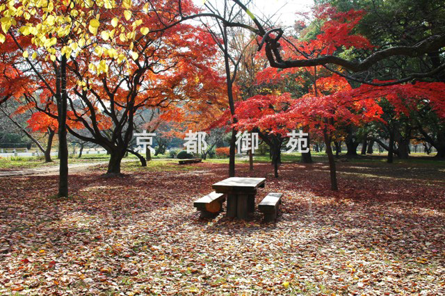 写真：c_26　紅葉
