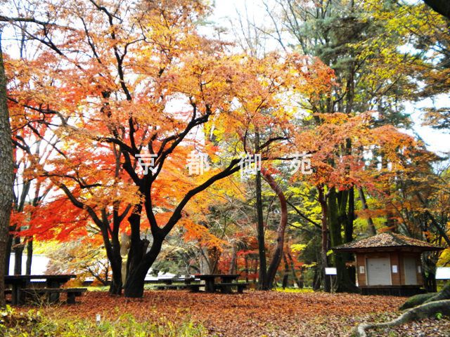 写真：c_27　紅葉