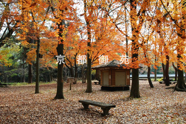 写真：c_28　紅葉