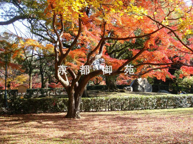 写真：c_29　紅葉