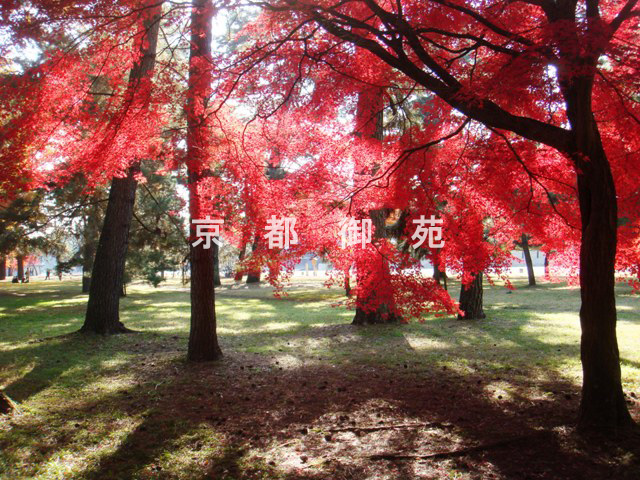 写真：c_30　紅葉