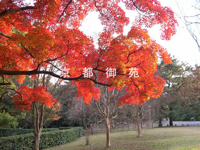 写真：c_31　紅葉