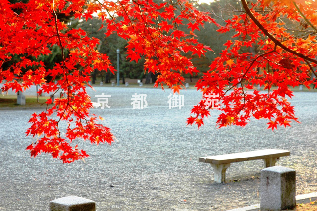 写真：c_32　紅葉
