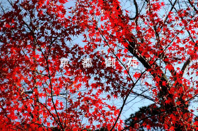 写真：c_33　紅葉