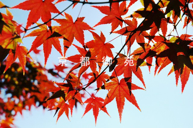 写真：c_34　紅葉
